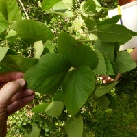 Rhynchosia hirta (Andrews) Meikle & Verdc.